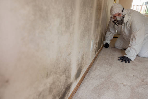 Best Biohazard Mold Removal  in Wailea, HI